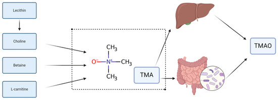 Capsaicin from chili peppers and its analogues and their