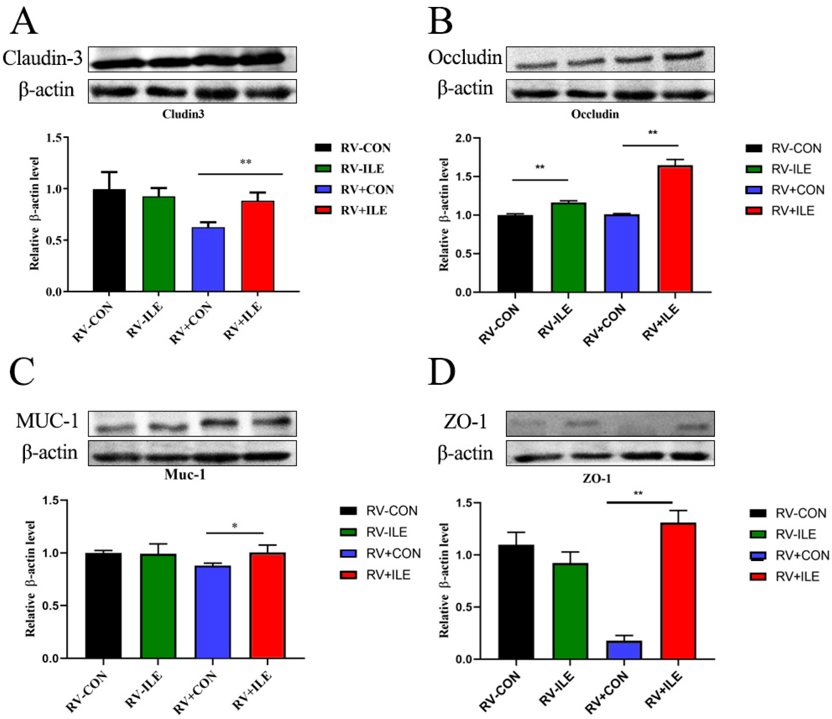 Regulation of Isoleucine on Colonic Barrier Function in Rotavirus ...