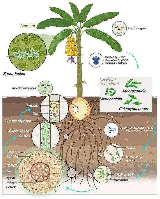 Histological Dissection Of Fusarium Banana Interaction Using A GFP Histological Dissection Of Fusarium Banana Interaction Using A GFP