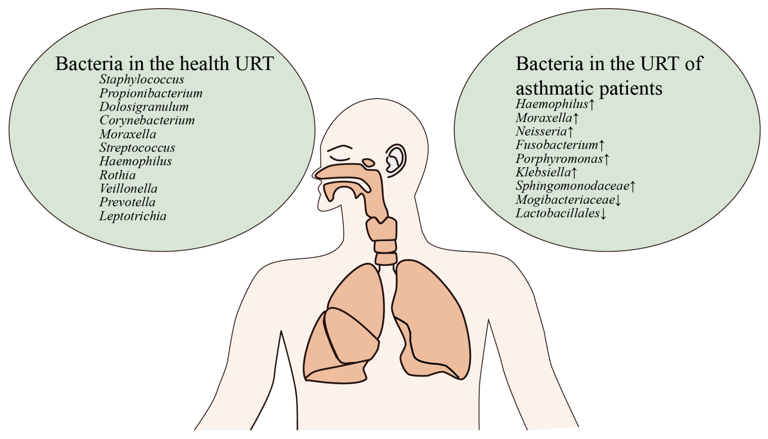 Respiratory Flora Intervention: A New Strategy for the Prevention and ...