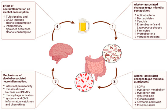 Alcohol Use Disorder and the Gut–Brain Axis: A Narrative Review of the ...