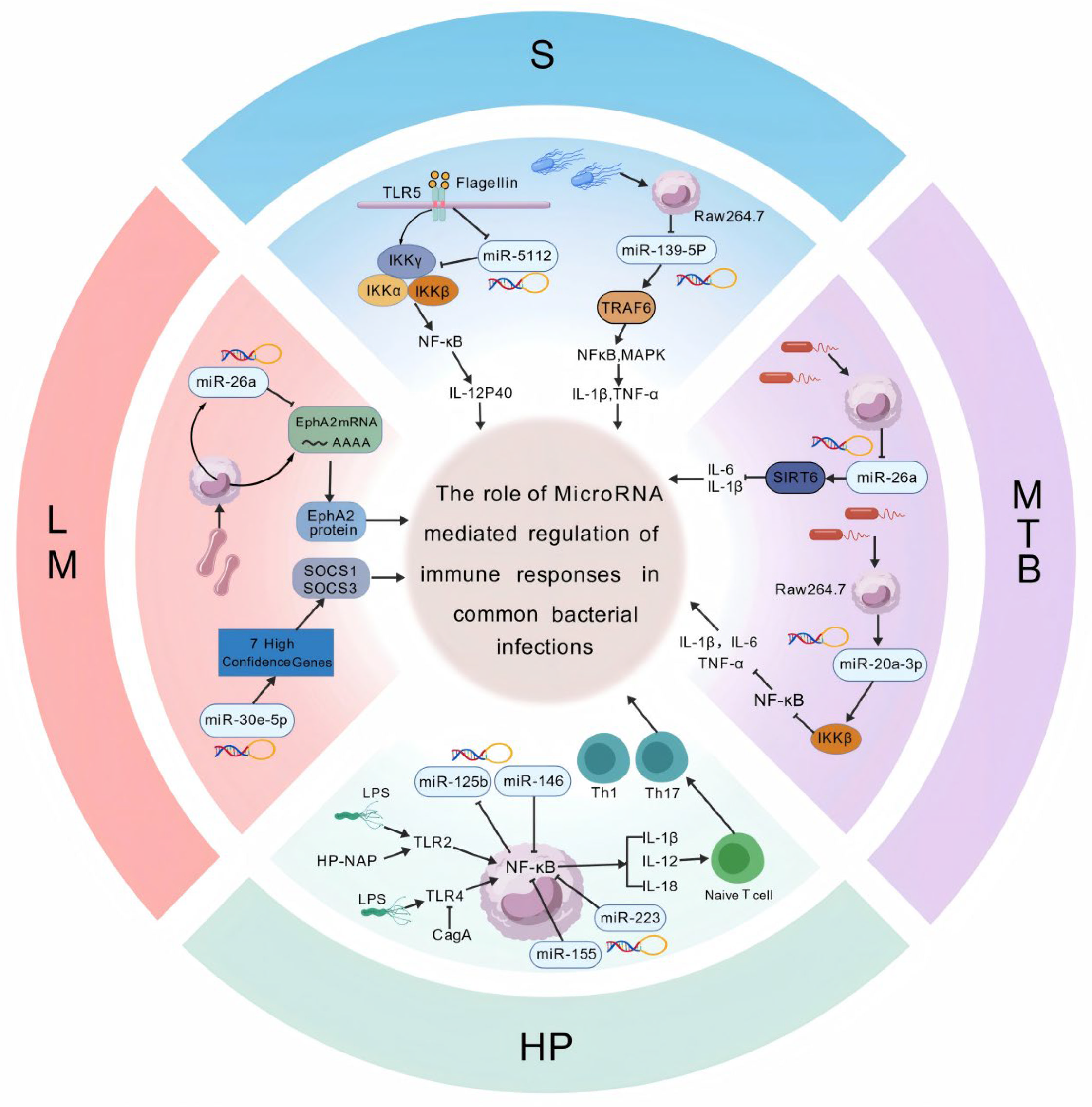 MicroRNAs as Orchestrators of Immune Responses to Bacterial Infection