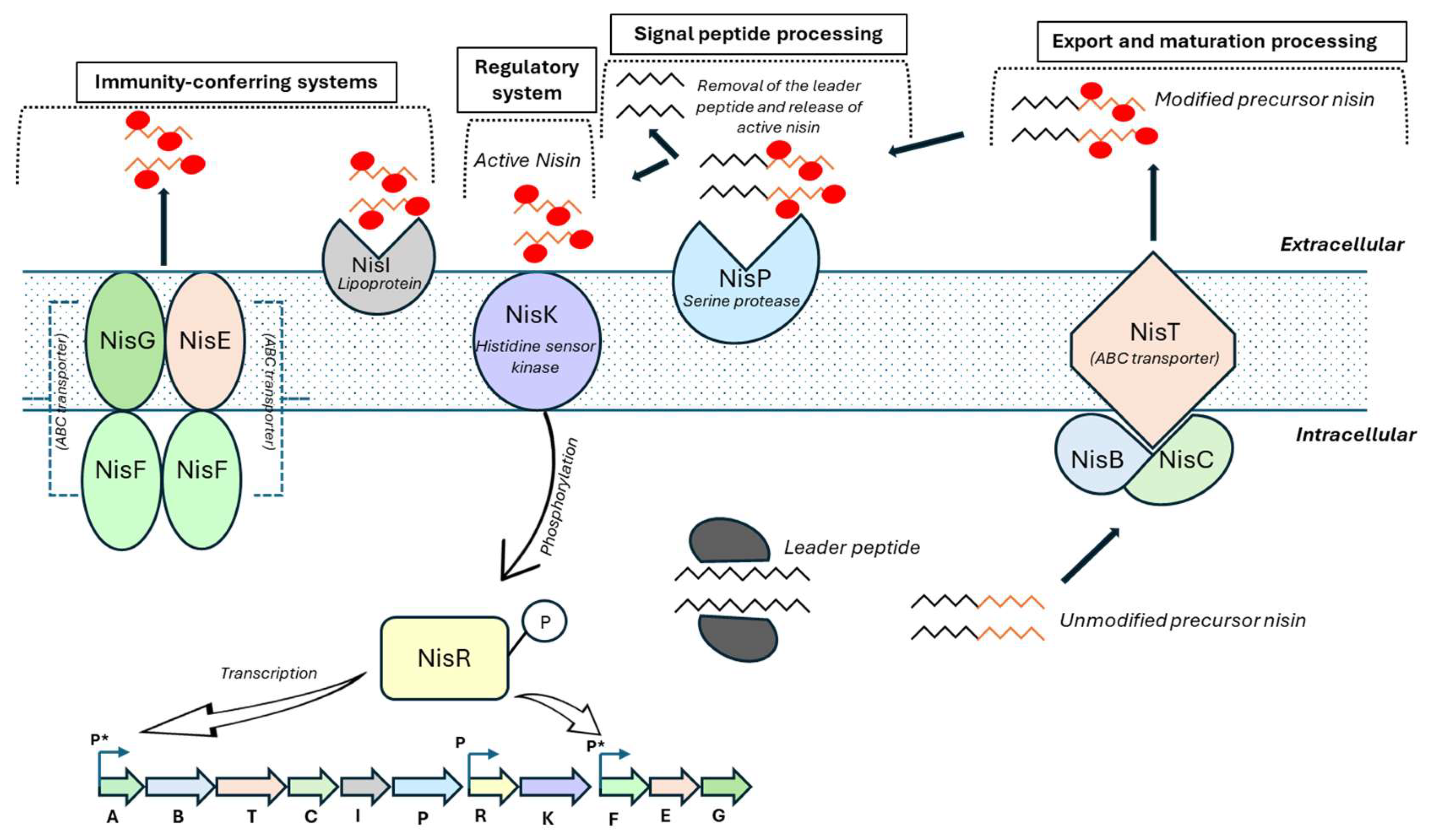 The Role of Quorum Sensing Mechanism in the Functional Properties of ...
