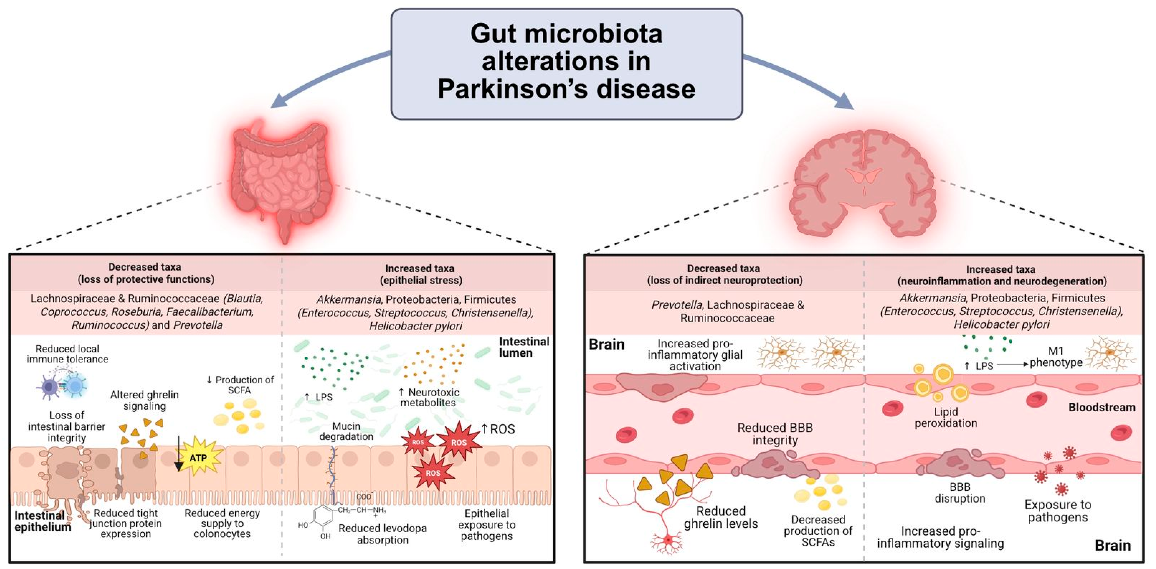 The Gut Microbiota in Parkinson’s Disease: Mechanistic Insights into ...