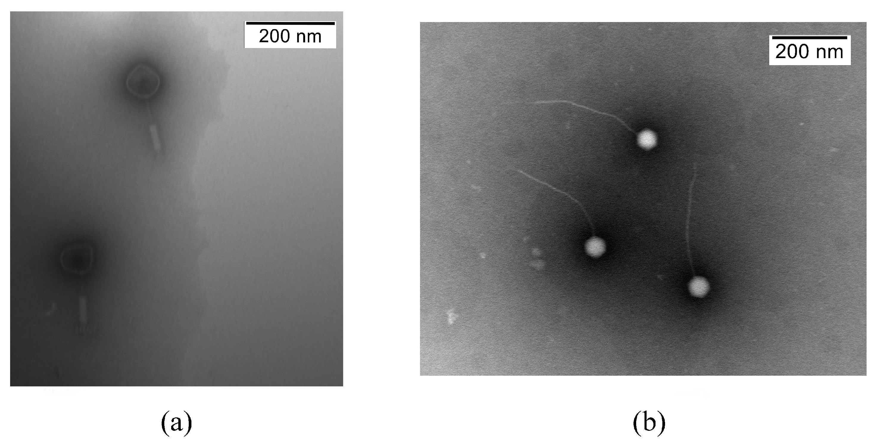 Isolation and Characterization of Two Bacteriophages Infecting Bacillus ...