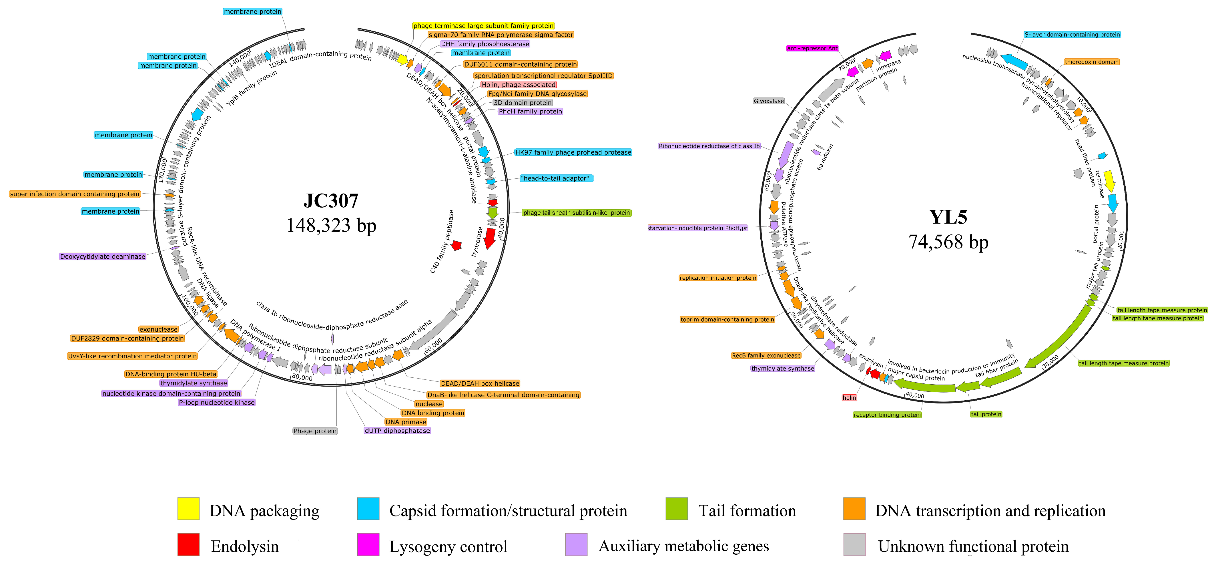 Isolation and Characterization of Two Bacteriophages Infecting Bacillus ...