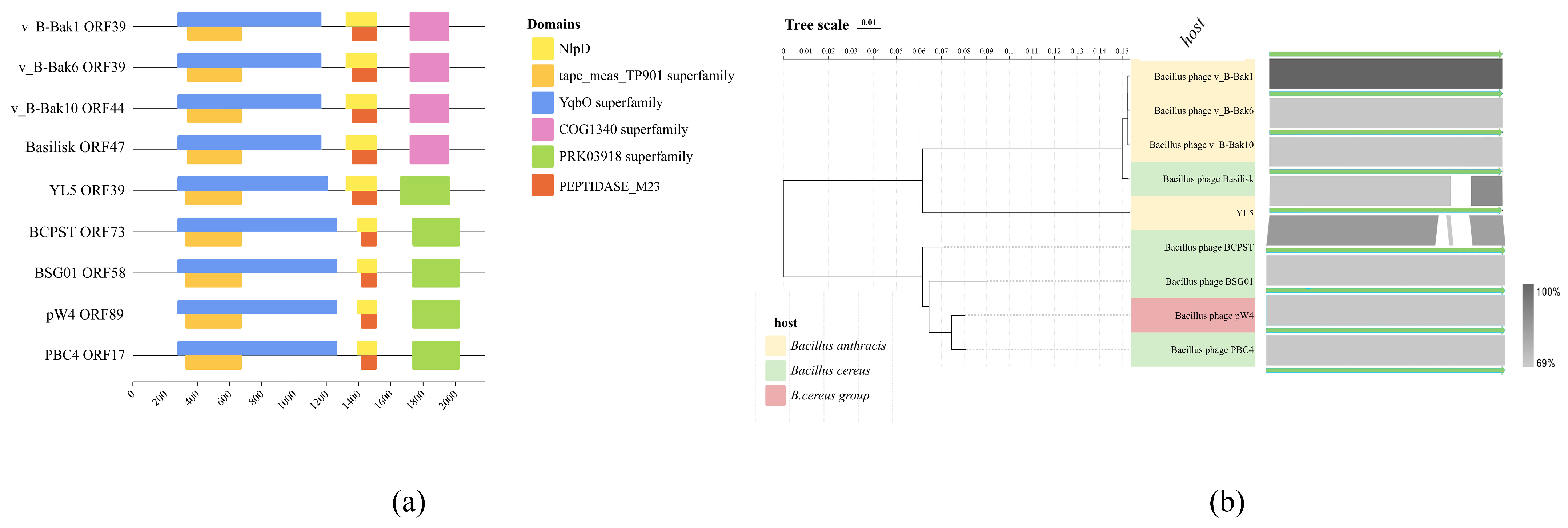 Isolation and Characterization of Two Bacteriophages Infecting Bacillus ...