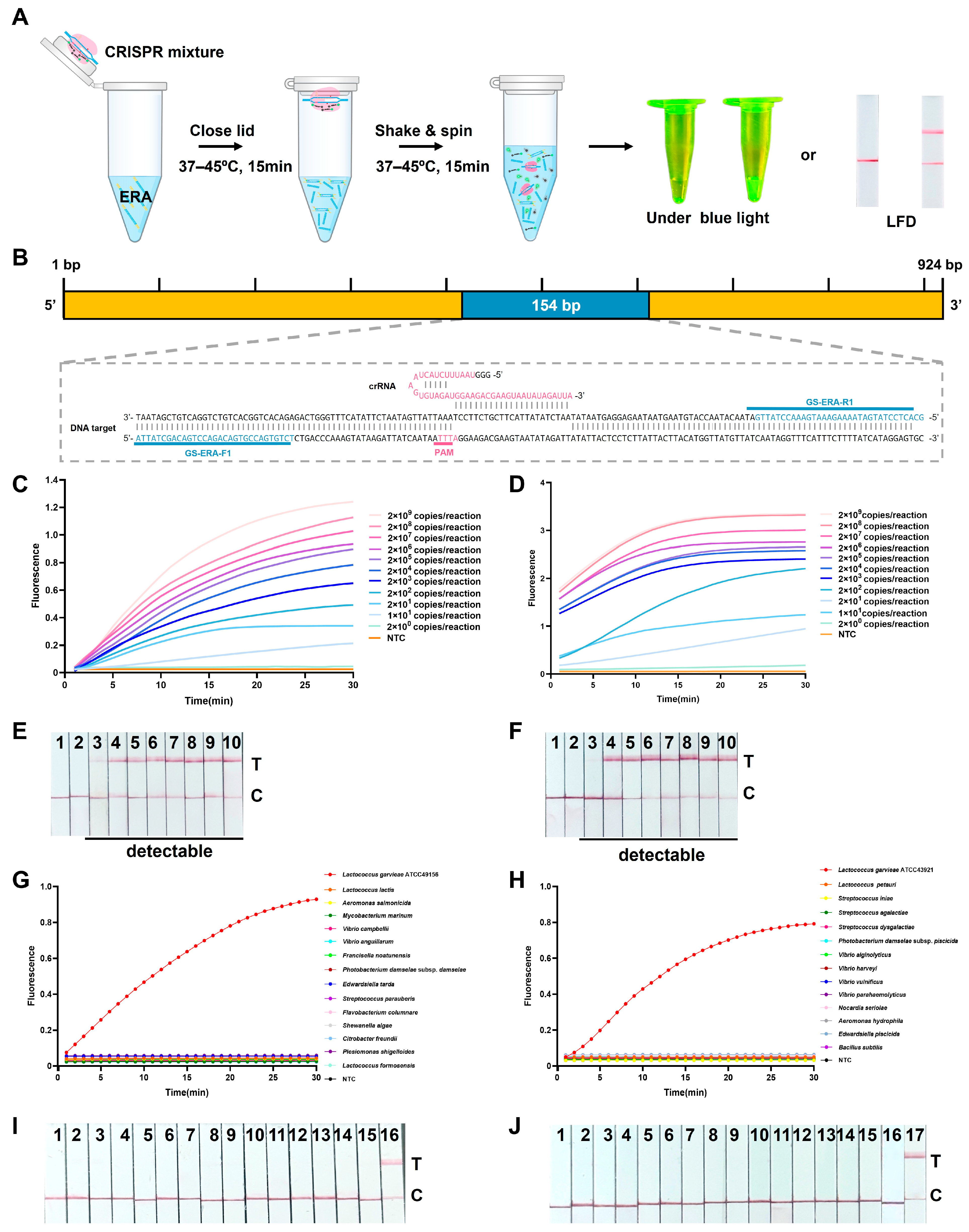 Establishment of One-Pot ERA-CRISPR/Cas12a-Based Rapid Visual Assays ...