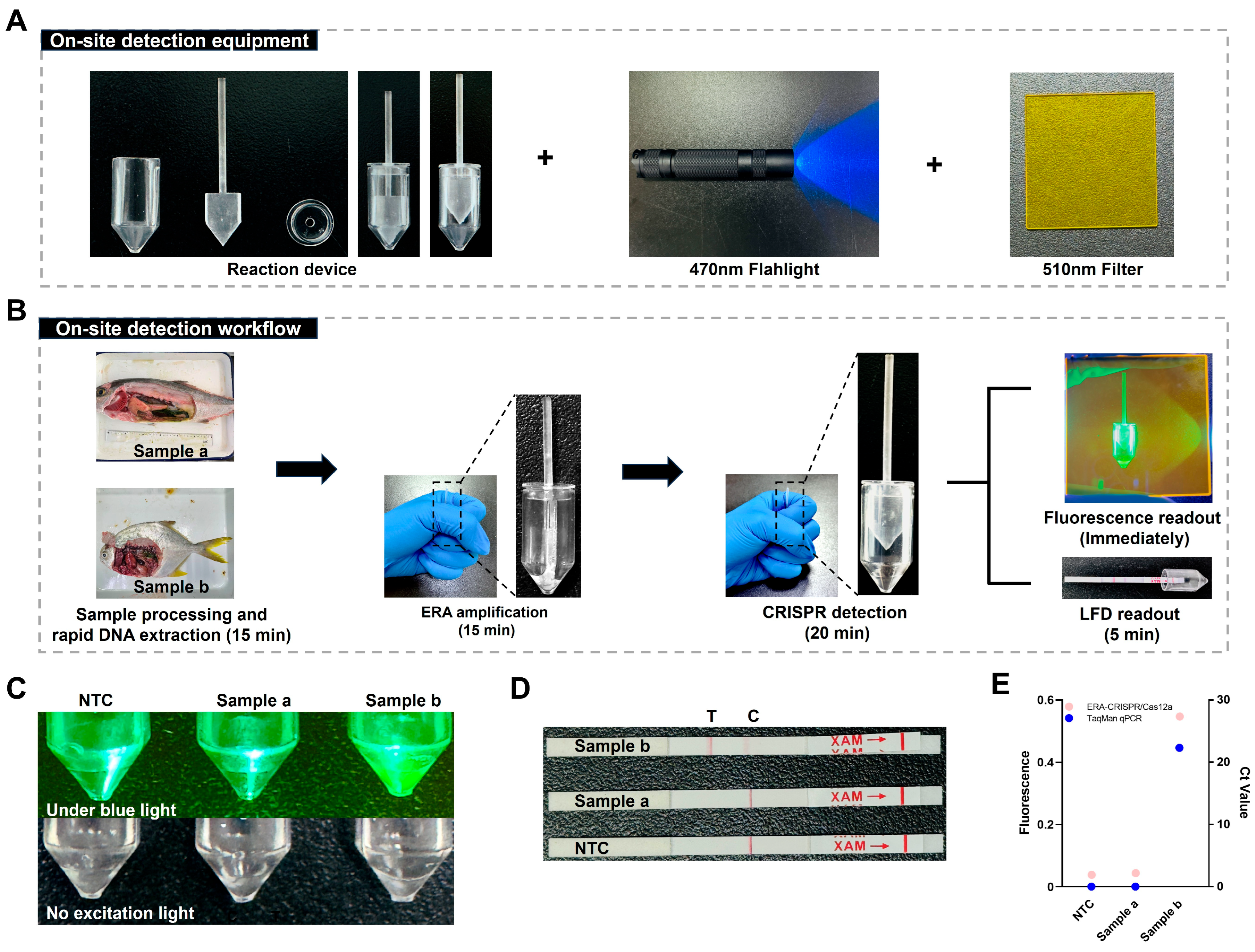 Establishment of One-Pot ERA-CRISPR/Cas12a-Based Rapid Visual Assays ...