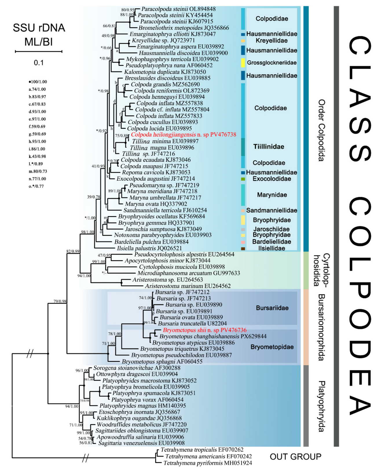 Morphological and Molecular Phylogeny of Two New Ciliate Species ...