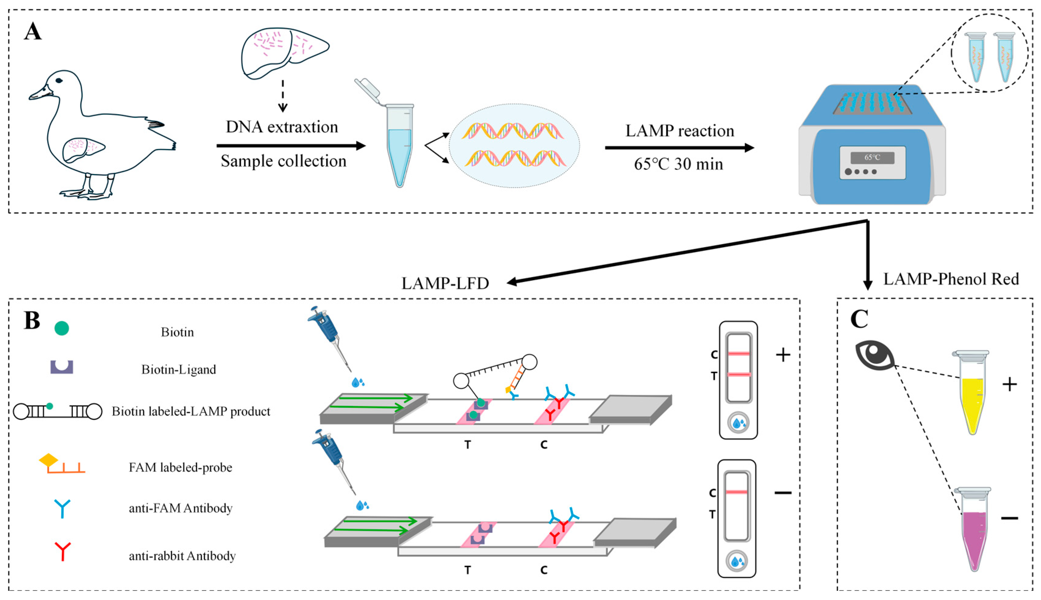 A Comprehensive Visual Detection Strategy: Versatile LAMP Assay with ...