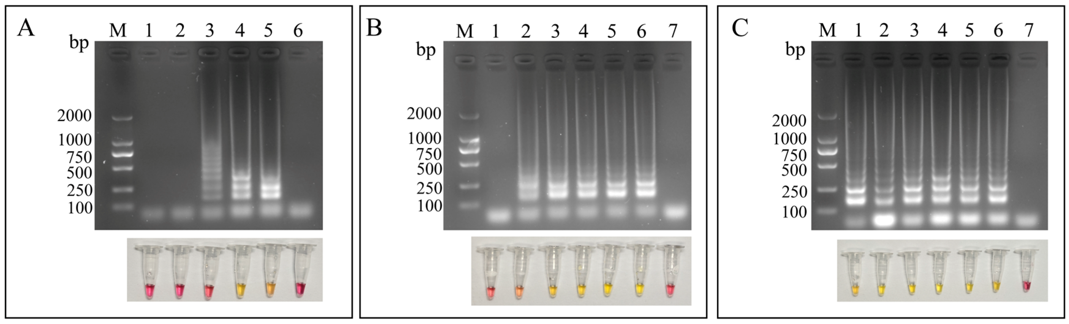 A Comprehensive Visual Detection Strategy: Versatile LAMP Assay with ...