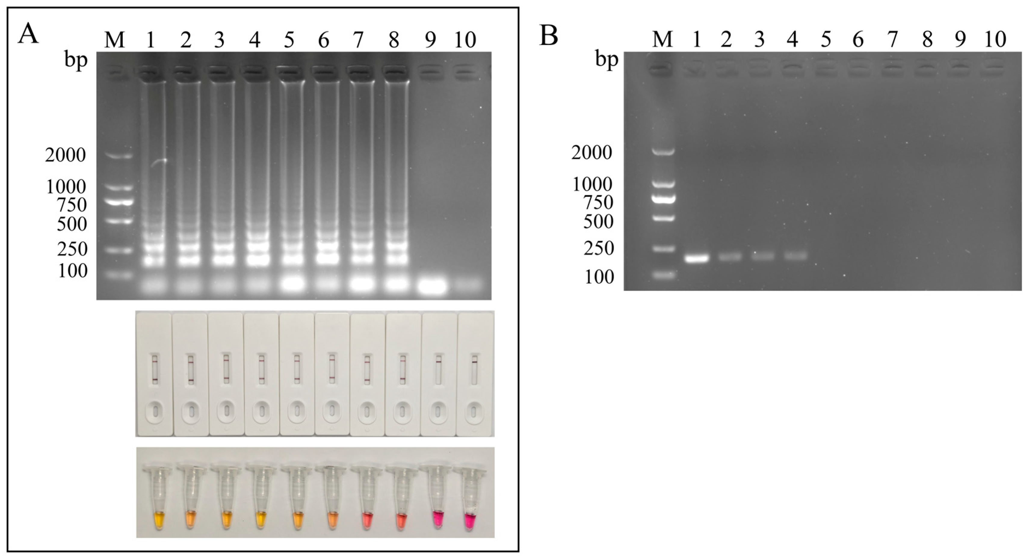 A Comprehensive Visual Detection Strategy: Versatile LAMP Assay with ...