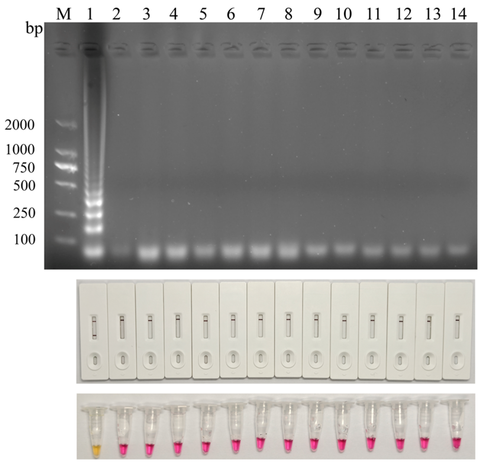 A Comprehensive Visual Detection Strategy: Versatile LAMP Assay with ...