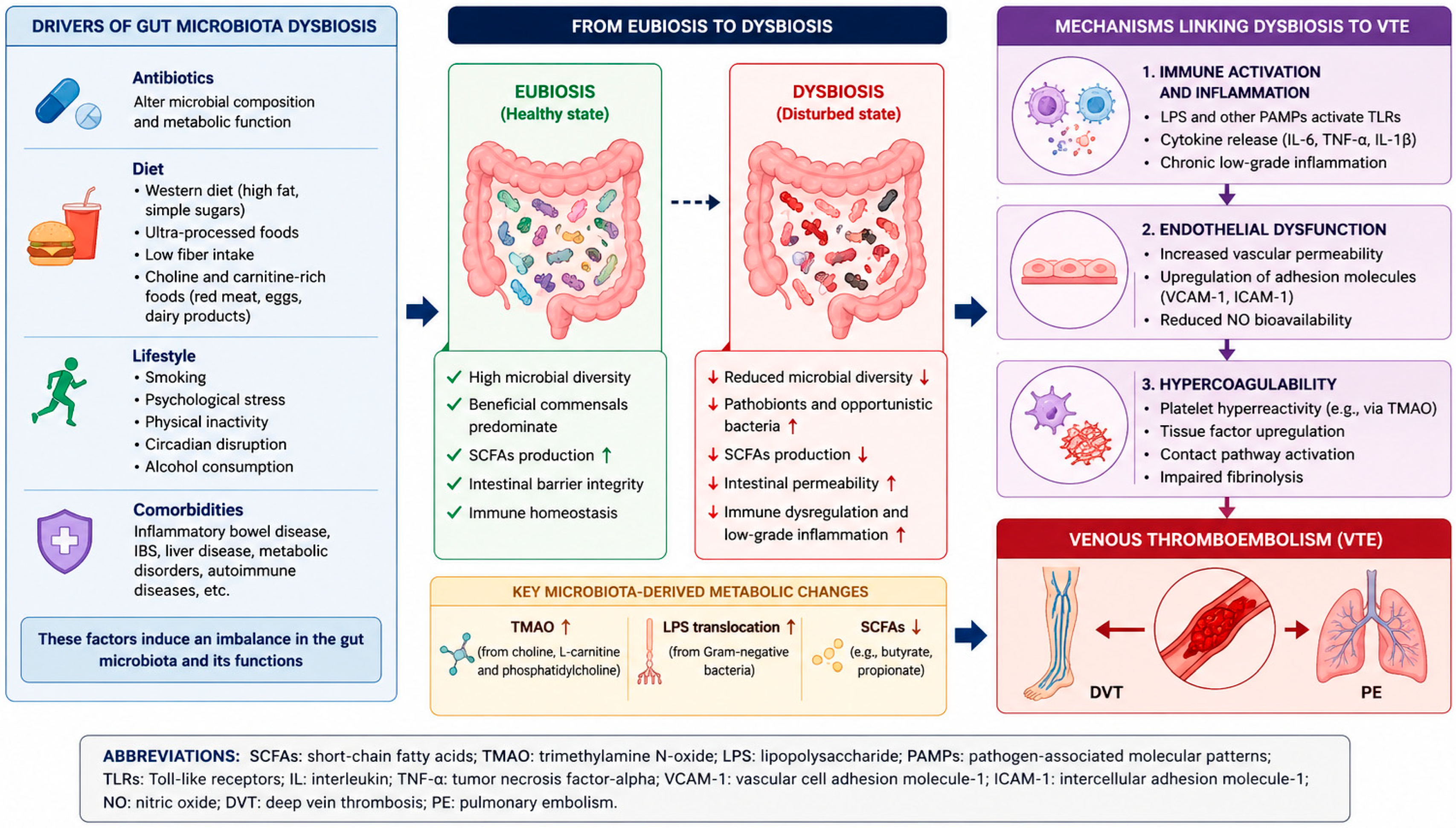 Gut Microbiota Dysbiosis and Risk of Venous Thromboembolism: A ...