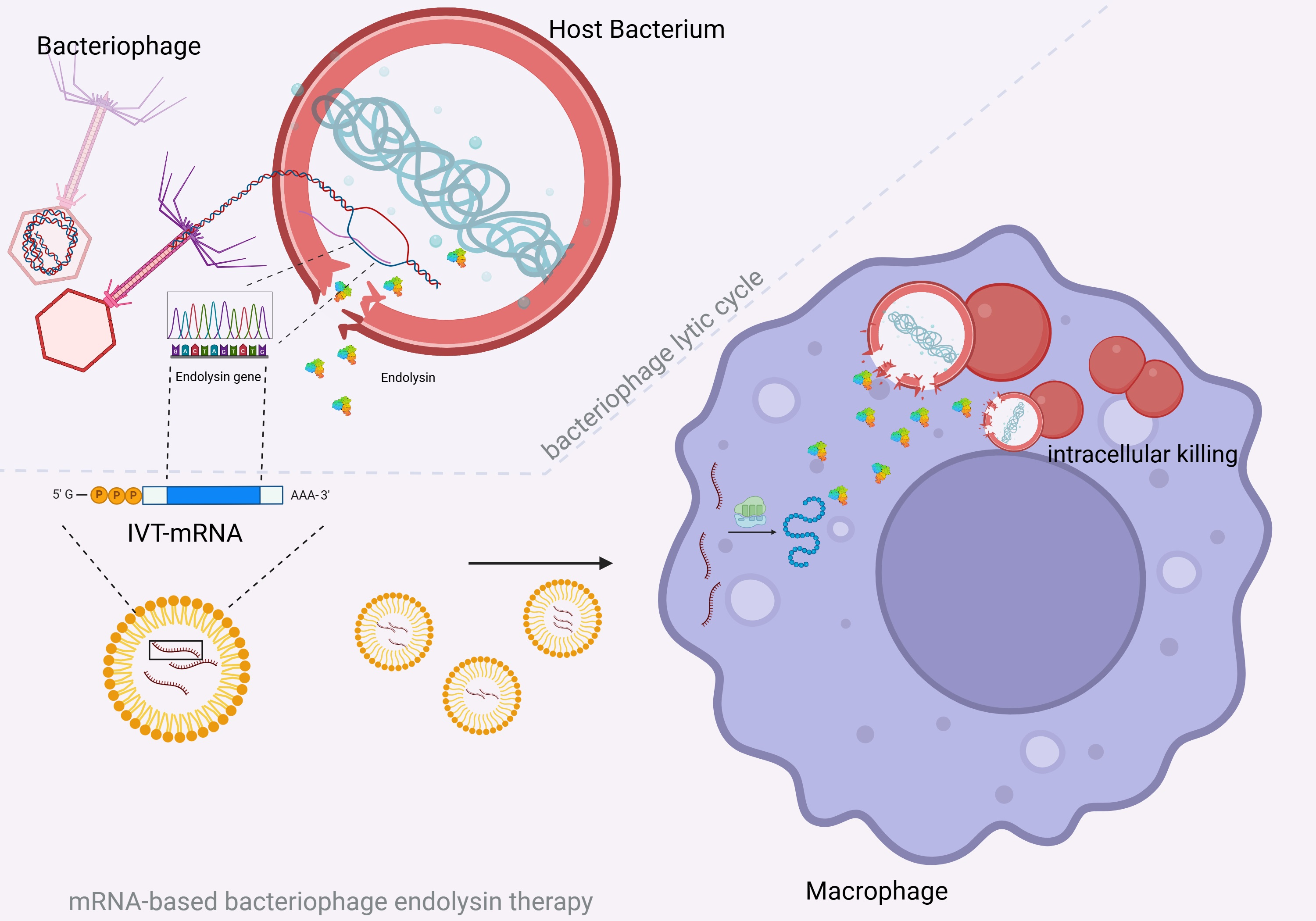 Investigation of Intracellular Clearing of Streptococcus pneumoniae by ...