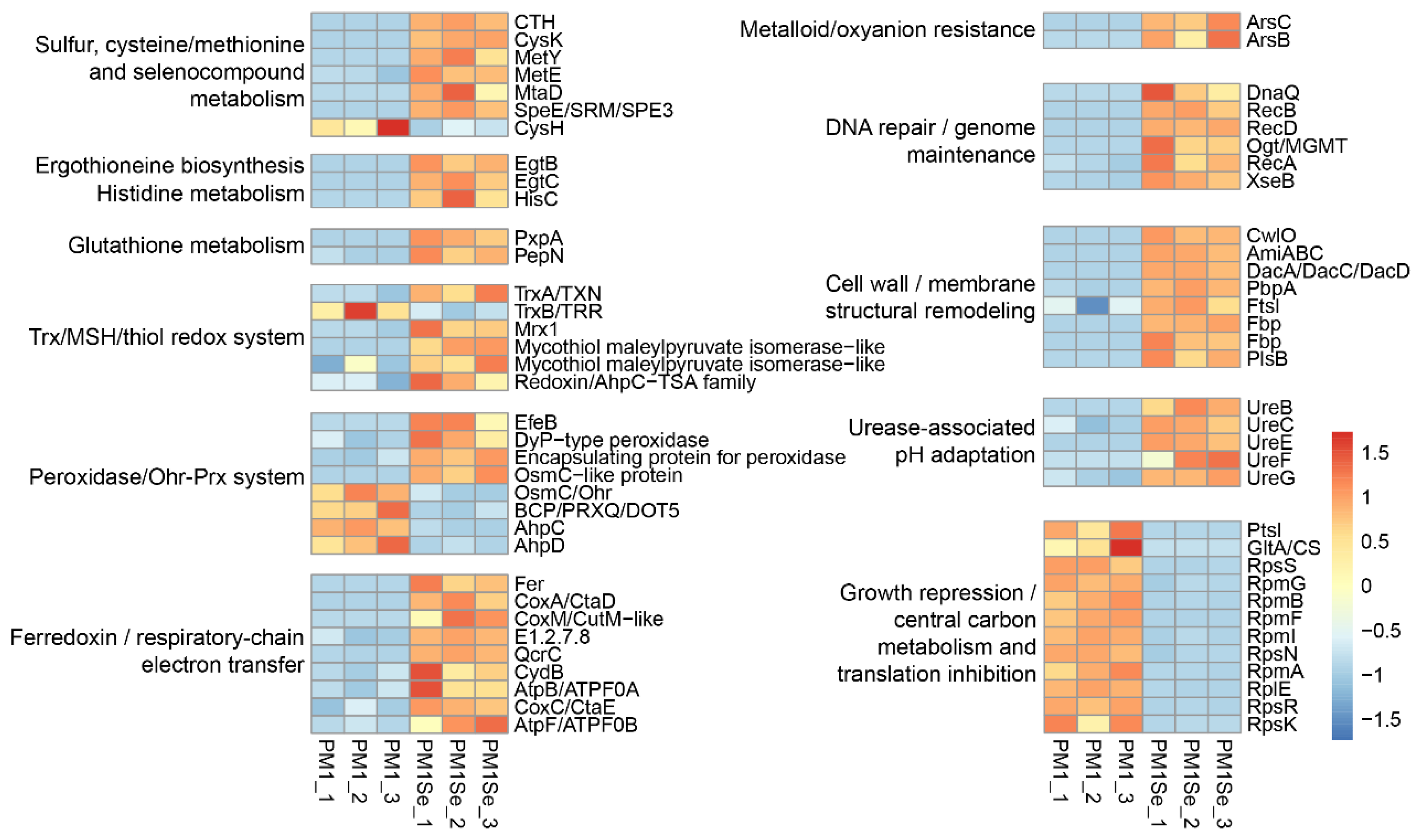 DIA-Based Quantitative Proteomics Reveals Adaptive Responses and ...