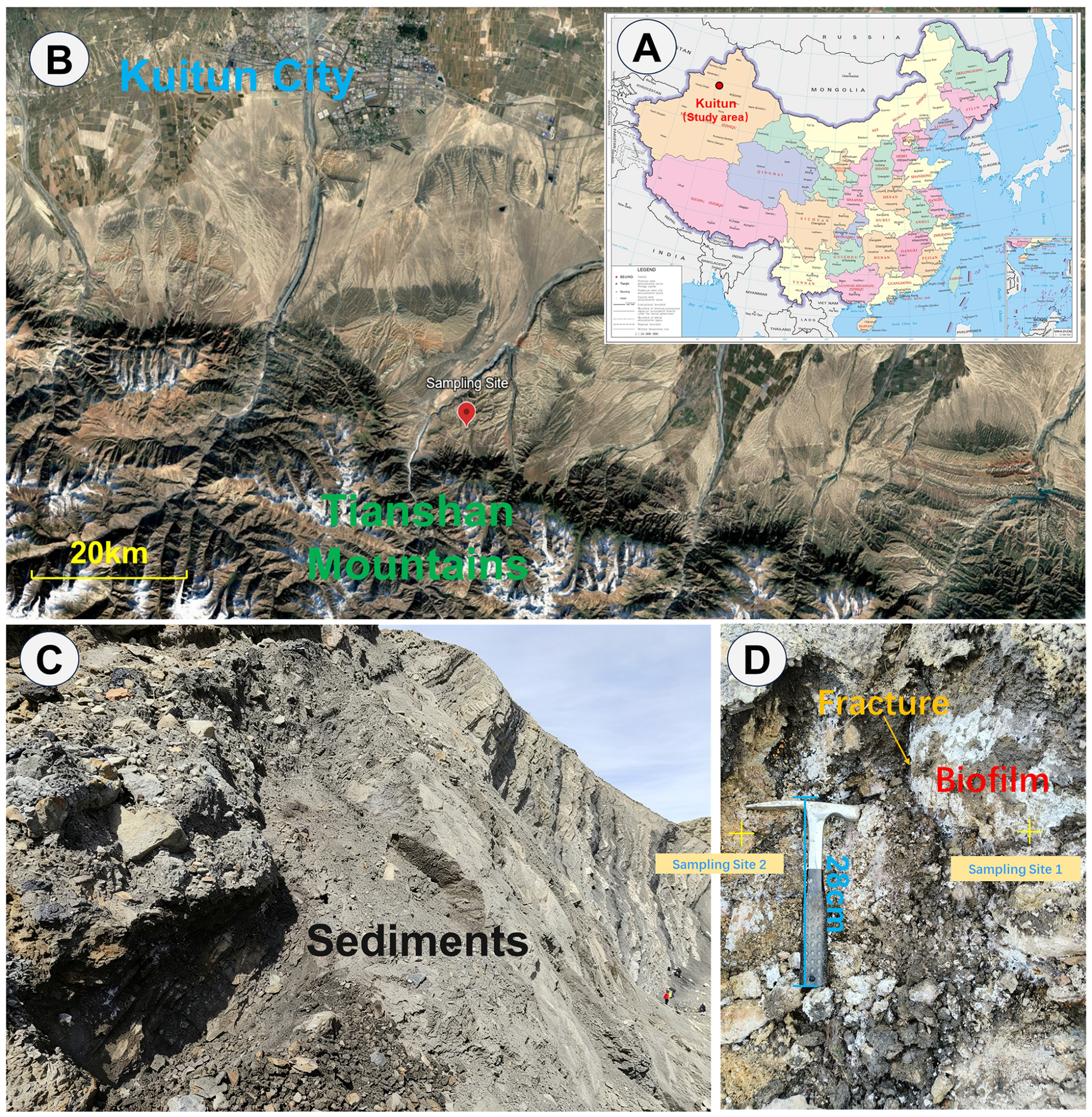 Coupled Thermal-pH and Sulfur Gradients Shape Chloroflexota-Dominated ...