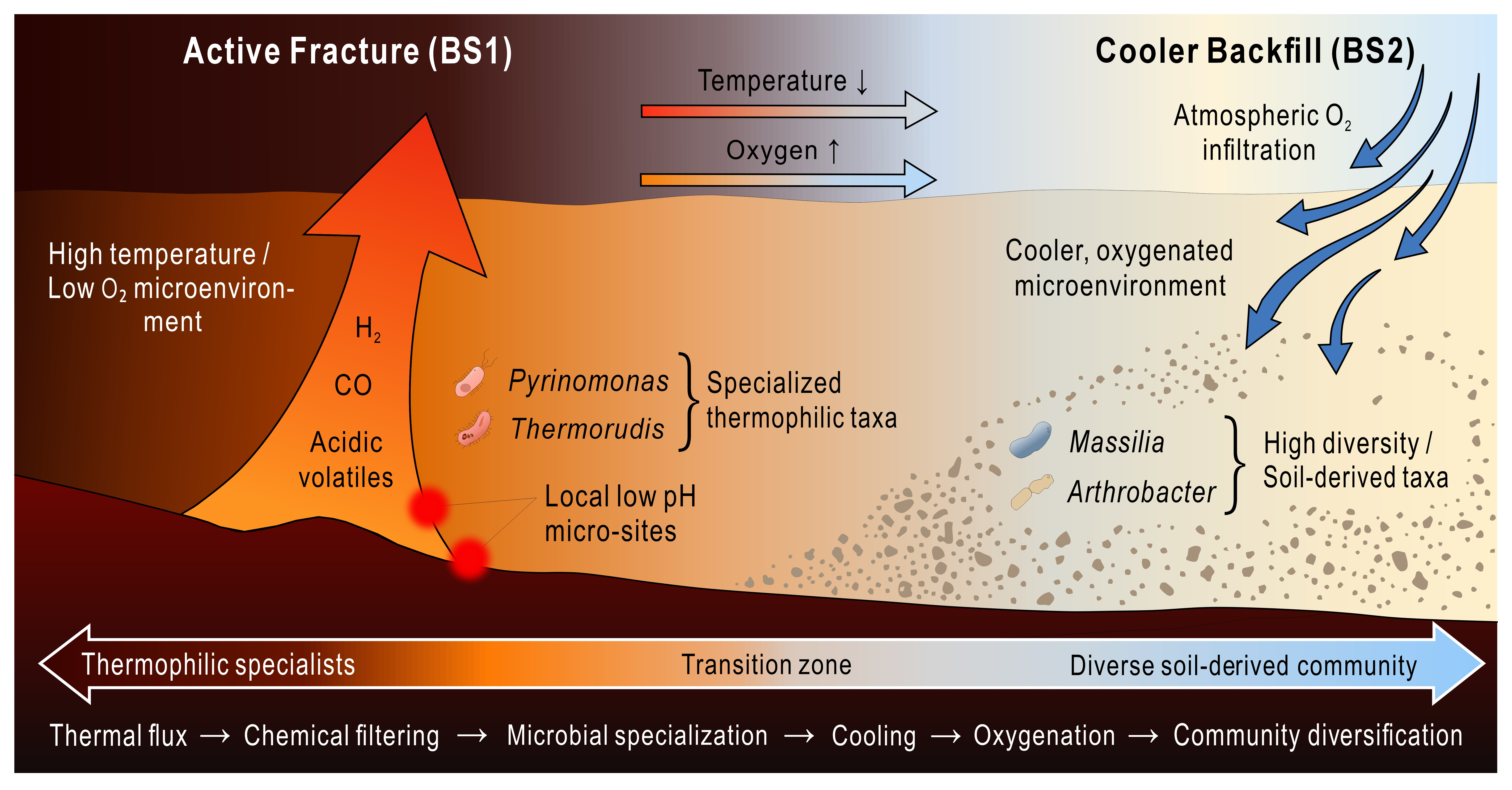 Coupled Thermal-pH and Sulfur Gradients Shape Chloroflexota-Dominated ...