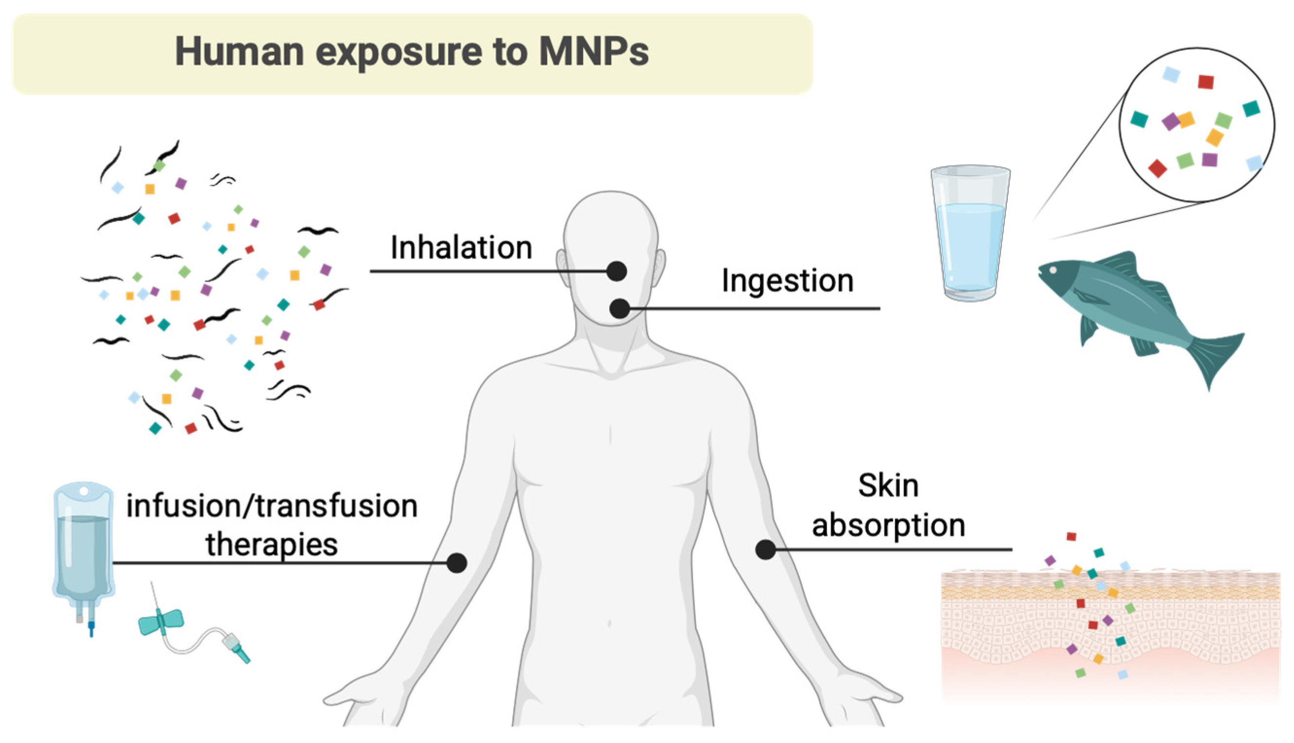 Micro And Nanoplastics On Human Health And Diseases Perspectives And Micro And Nanoplastics On Human Health And Diseases Perspectives And