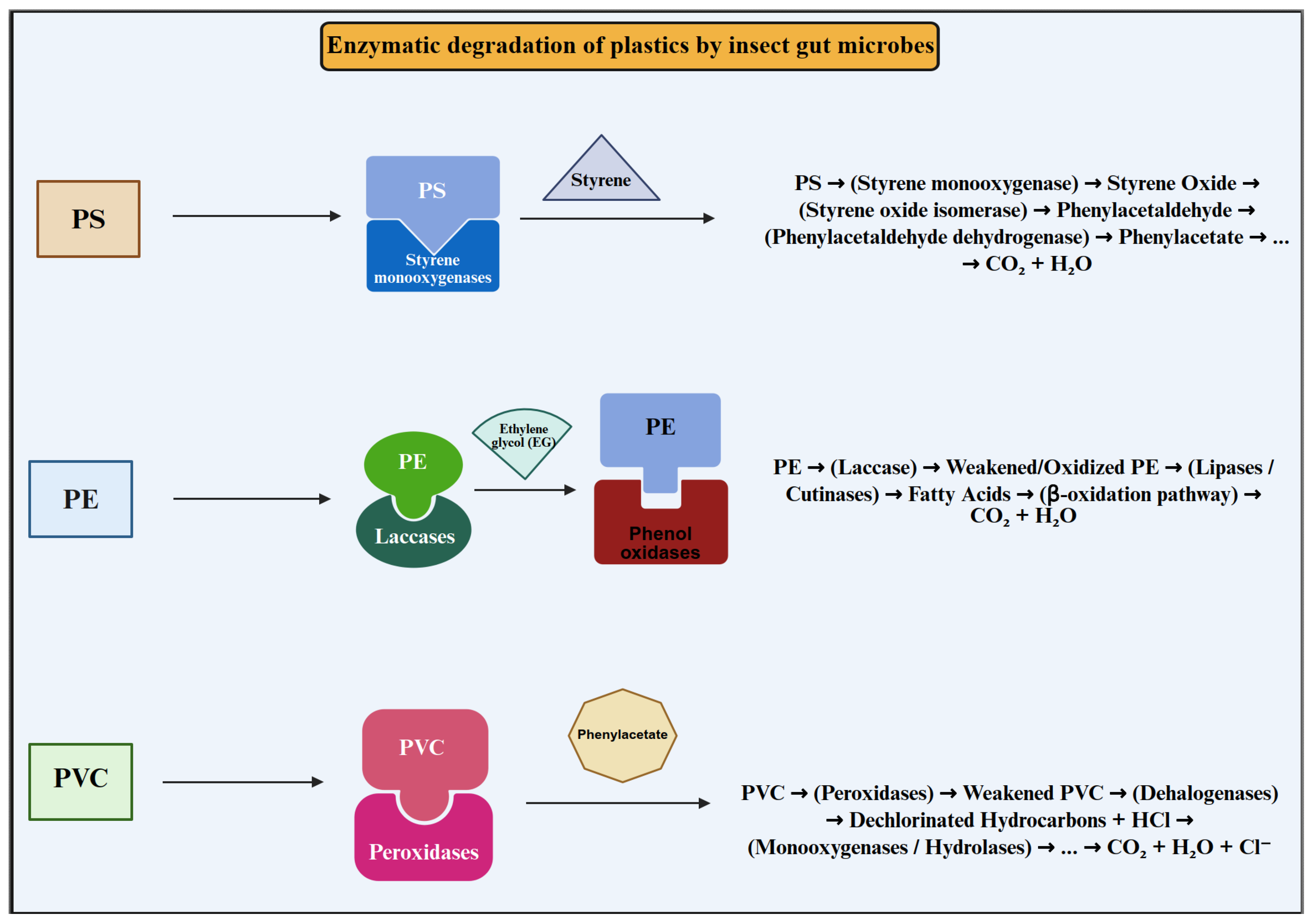 Mechanisms and Perspectives of Microplastic Biodegradation by Insects ...