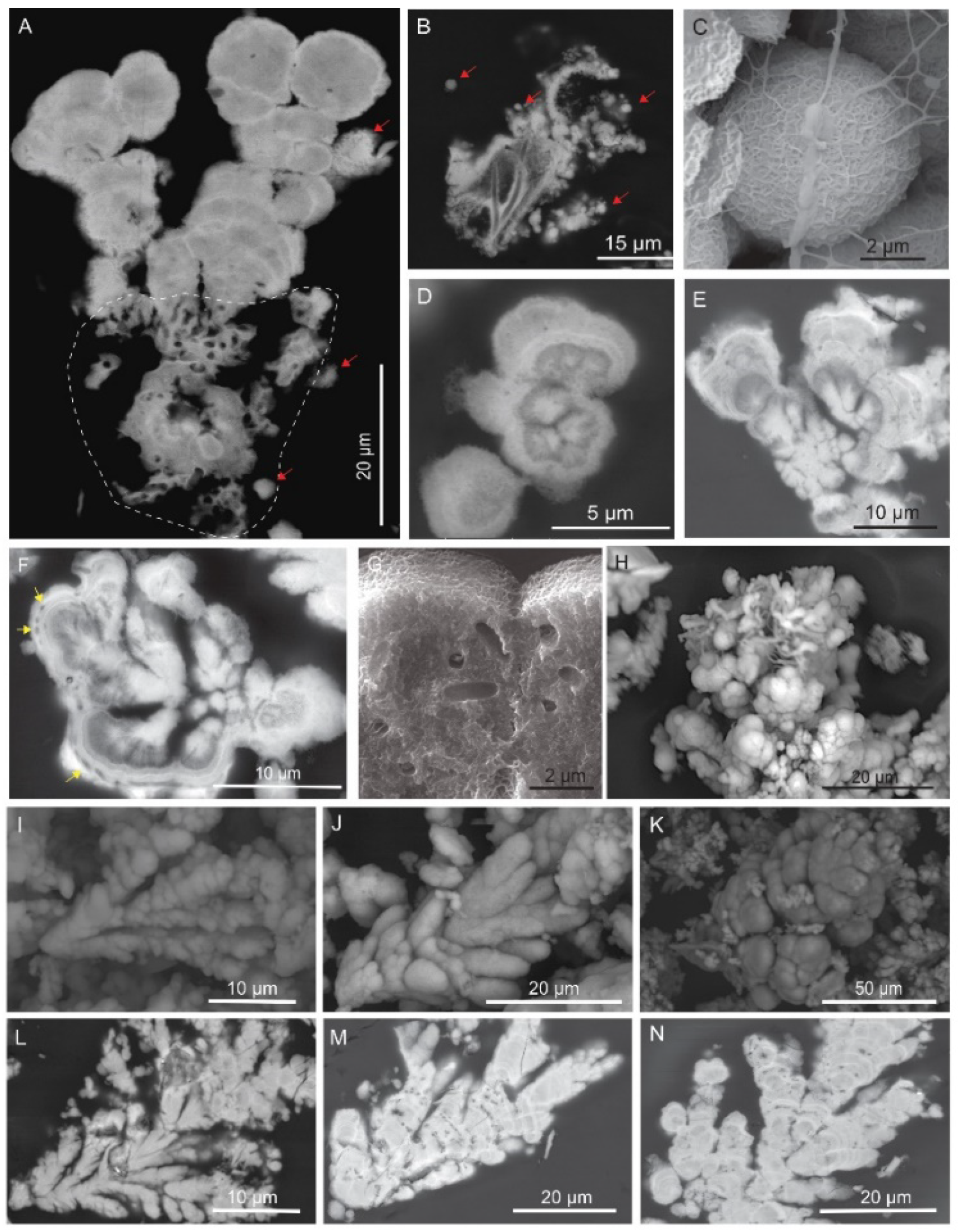 SEM (Scanning Electron Microscope) microphotographs of manganese