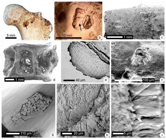 Get Some Practice at 'Fossil' Reconstruction with Owl Pellets