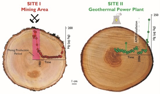 The main elements of tree growth are height growth, diameter growth and...  | Download Scientific Diagram