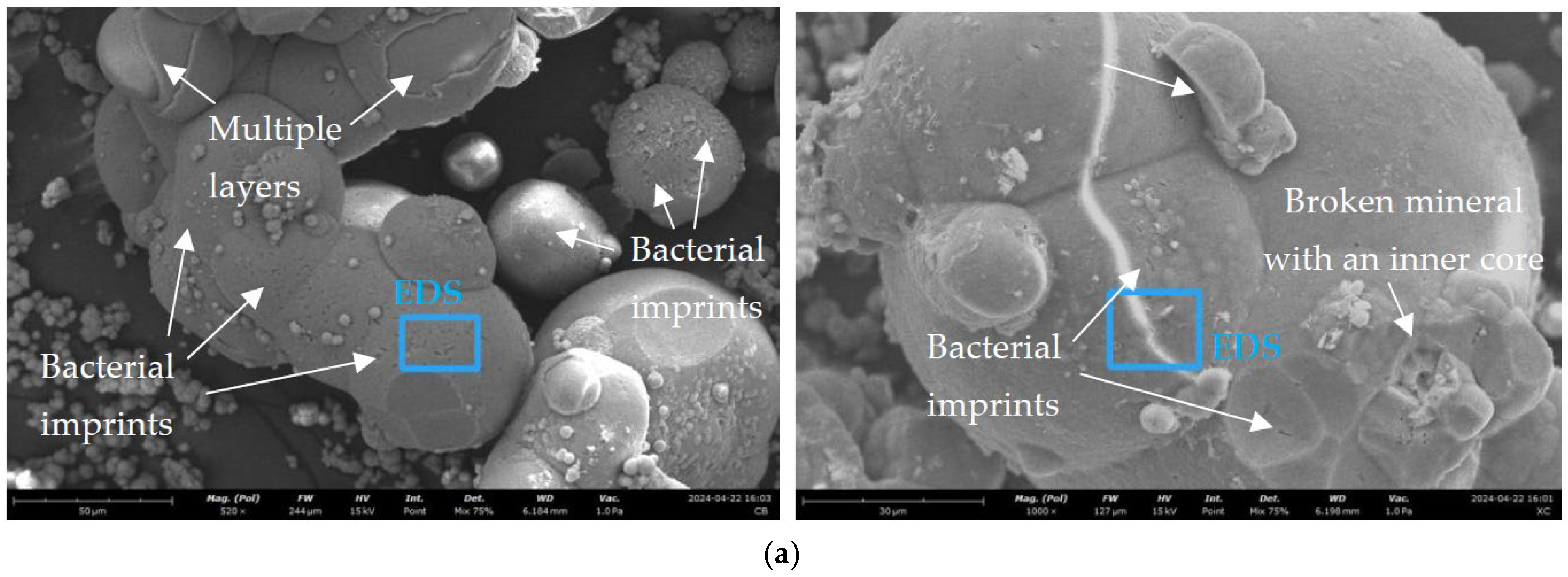 Insights into the Precipitation of Biocement Minerals Using ...