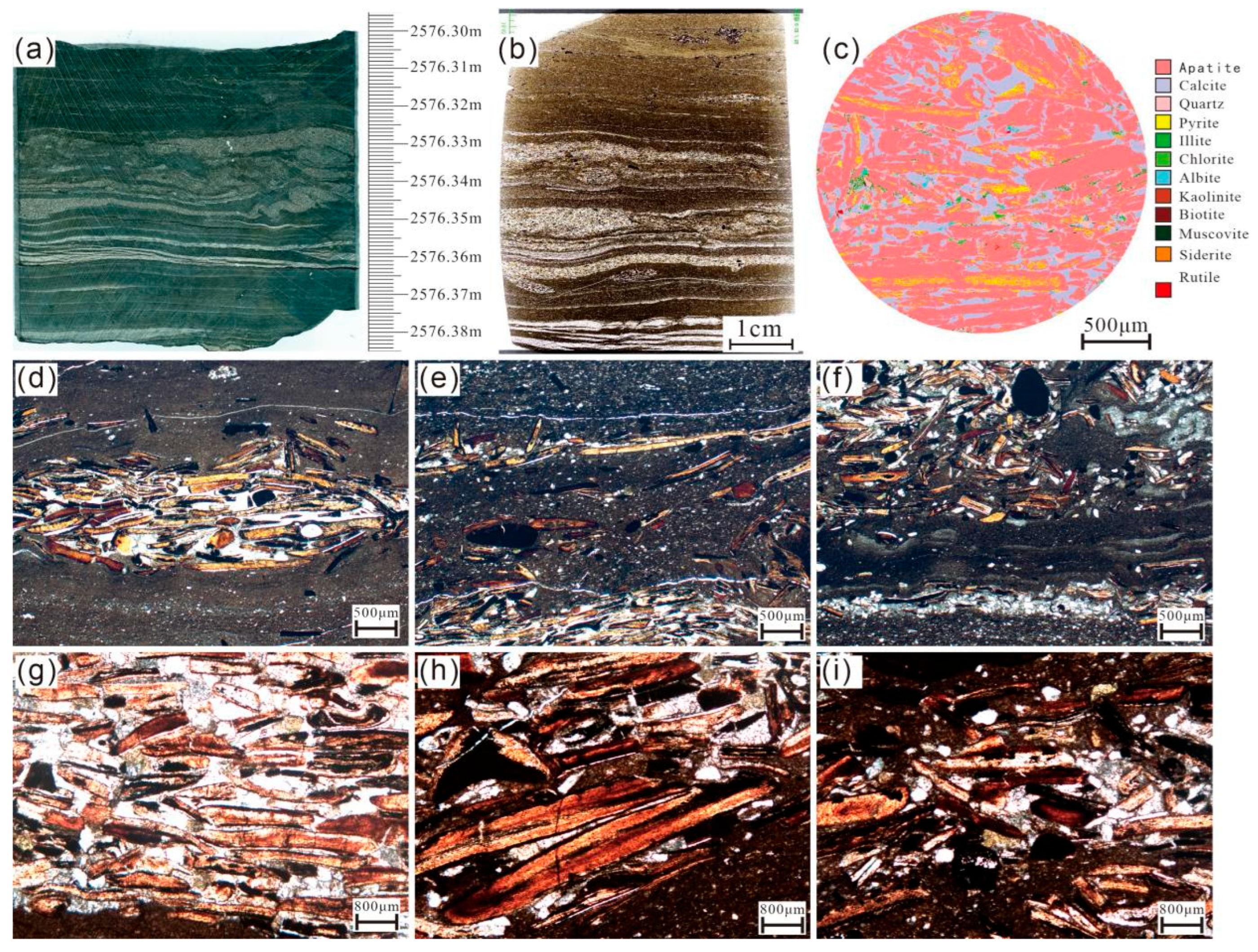 Microscopic Characteristics and Development Model of Phosphatic ...