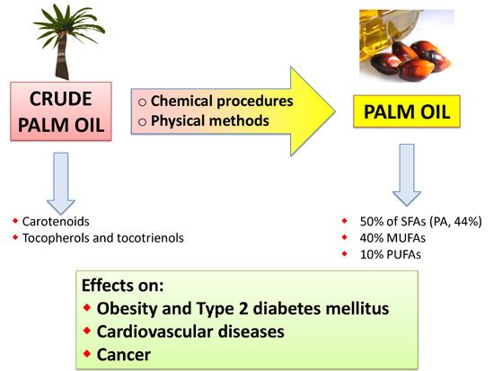10' Powerful Reasons Why Palm Oil is Bad for the Environment