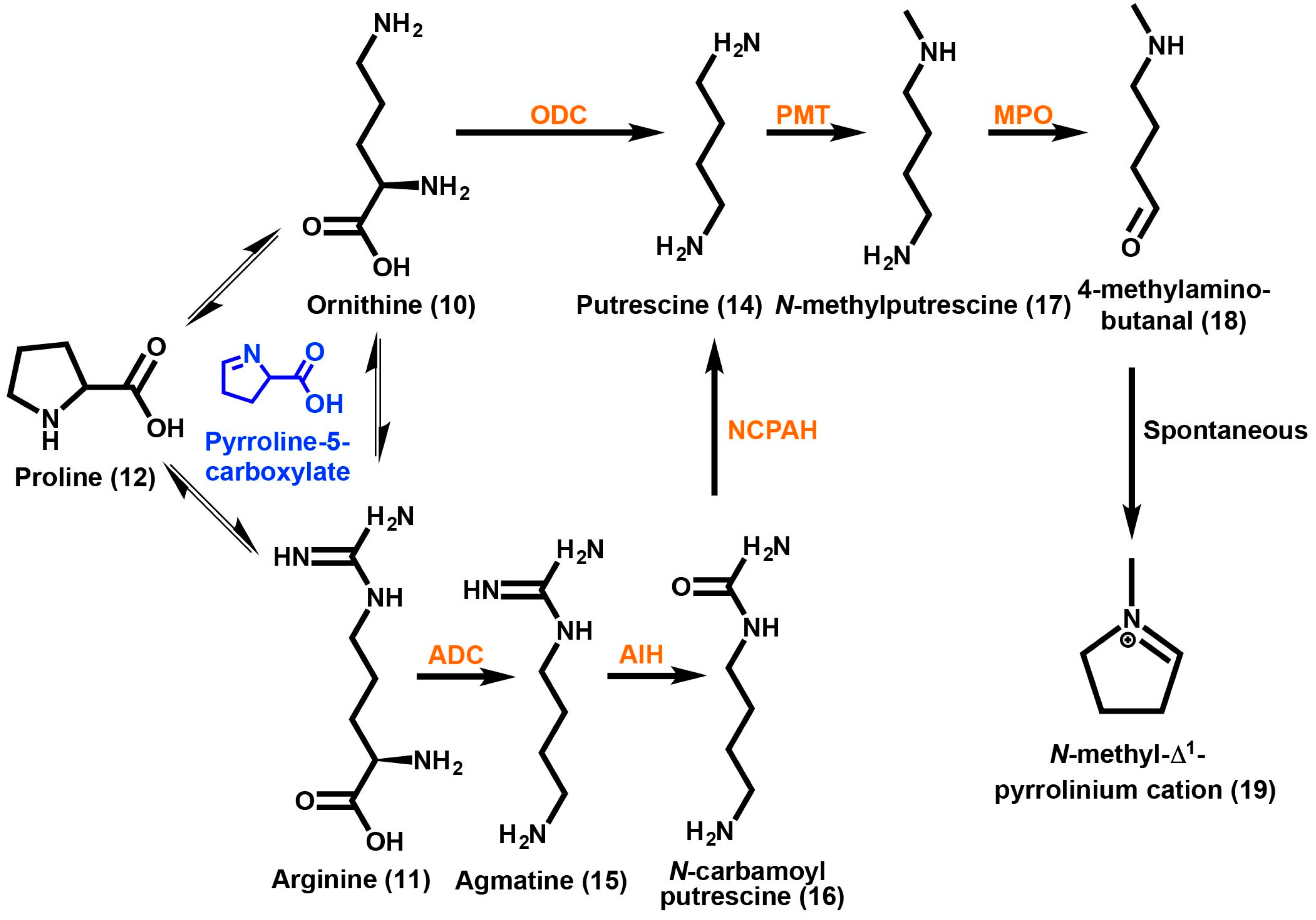 Discovery and Engineering of the Cocaine Biosynthetic Pathway
