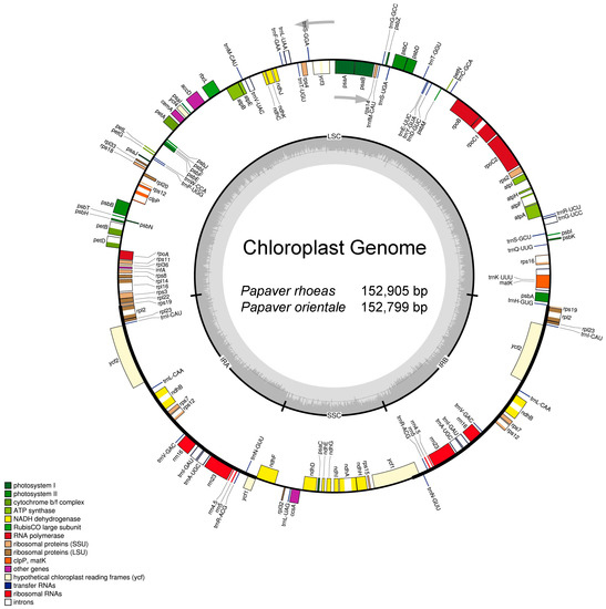 Molecules | Free Full-Text | Complete Chloroplast Genomes of 