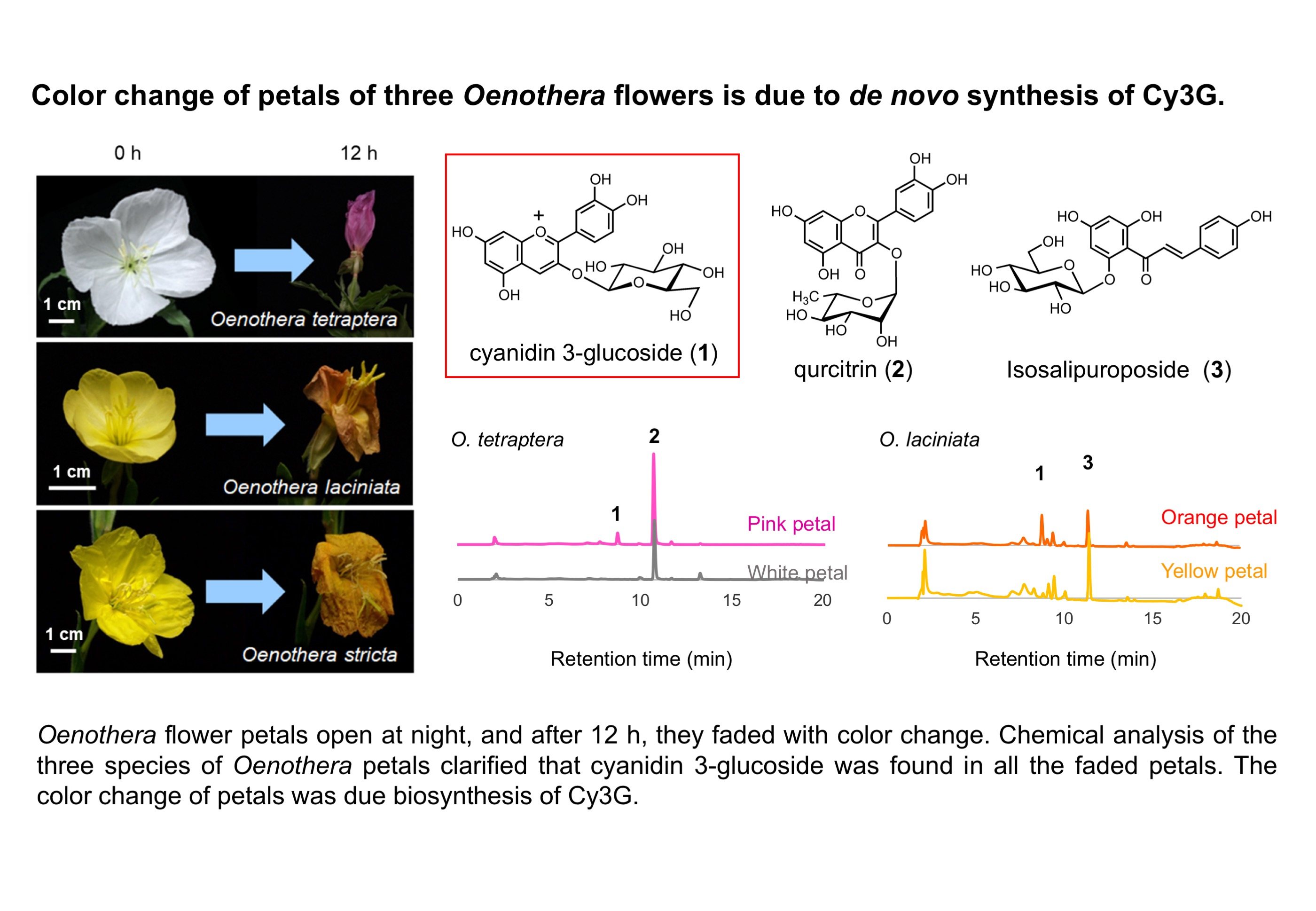 Molecules | Free Full-Text | Change of Petals′ Color and Chemical ...