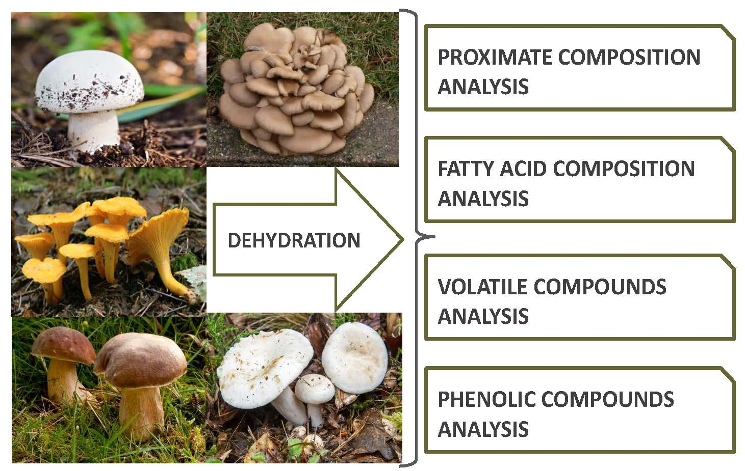Mushroom Bioactive Compounds