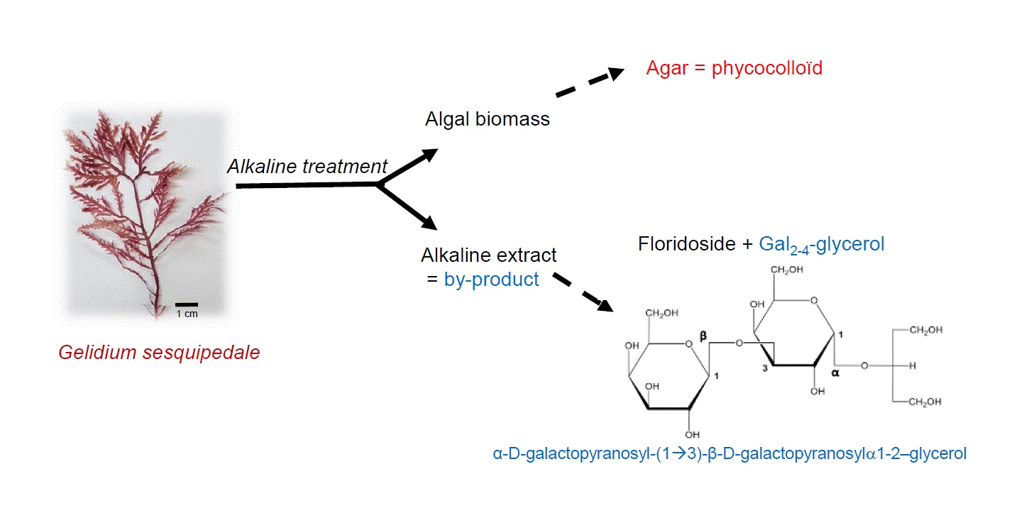 gå på pension Ulv i fåretøj ånd Molecules | Free Full-Text | Agar Extraction By-Products from Gelidium  sesquipedale as a Source of Glycerol-Galactosides