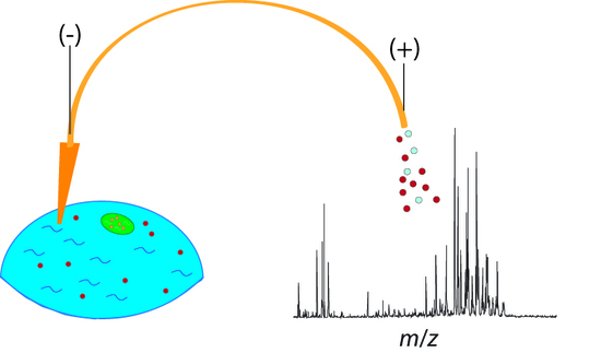 Molecules | Free Full-Text | Recent Advances and New Perspectives in  Capillary Electrophoresis-Mass Spectrometry for Single Cell “Omics”