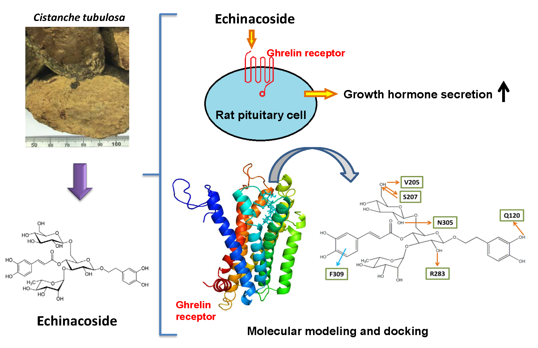 Androgen-like effect of Cistanche Deserticola Extract Androgen-like effect of Cistanche Deserticola Extract