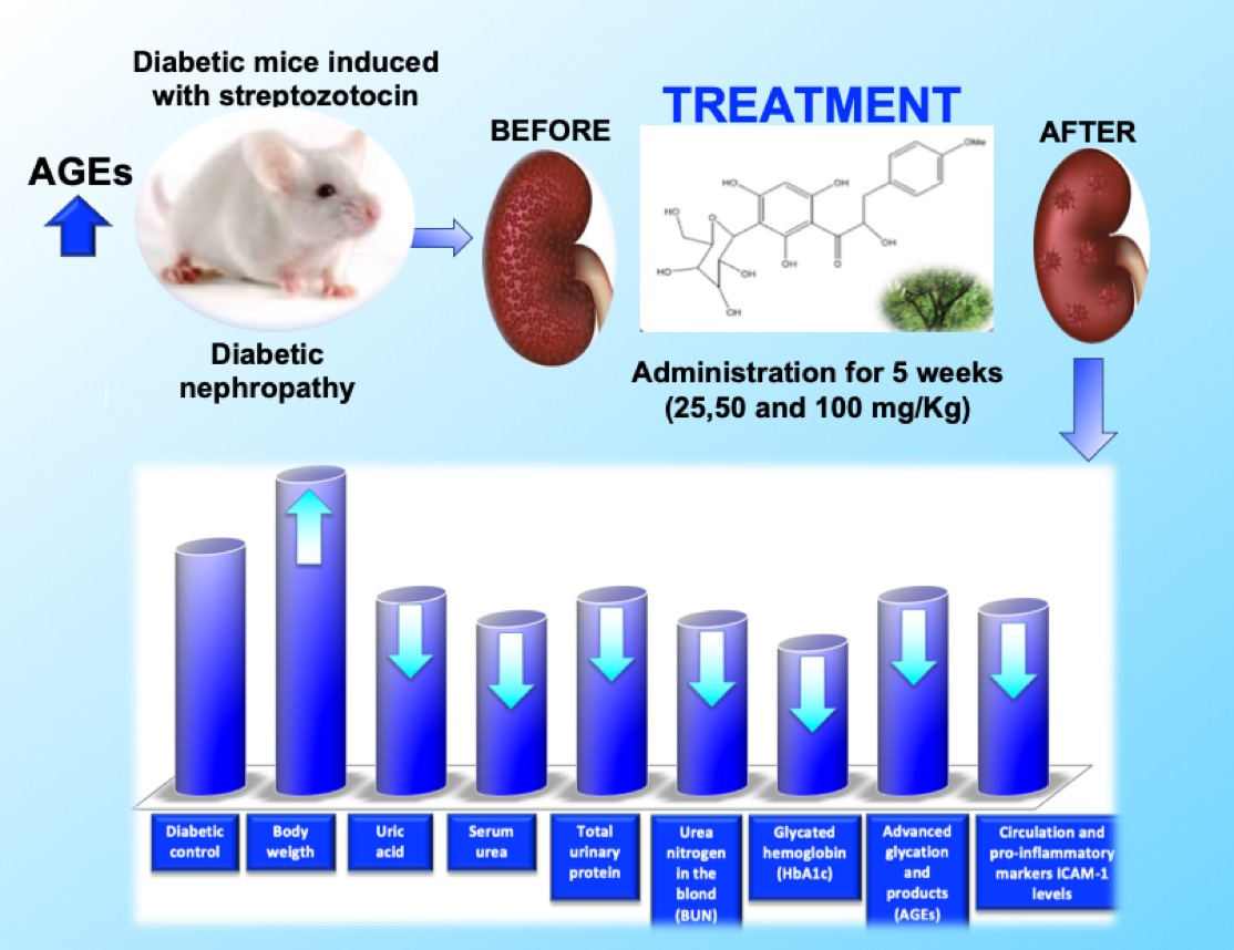 Molecules | Free Full-Text |  3′-O-β-d-glucopyranosyl-α,4,2′,4′,6′-pentahydroxy-dihydrochalcone, from  Bark of Eysenhardtia polystachya Prevents Diabetic Nephropathy via  Inhibiting Protein Glycation in STZ-Nicotinamide Induced Diabetic Mice