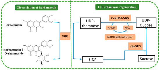 Synthesis of Isorhamnetin-3-O-Rhamnoside by a Three-Enzyme ...