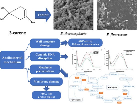 Antimicrobial Activity and Proposed Action Mechanism of 3-Carene 