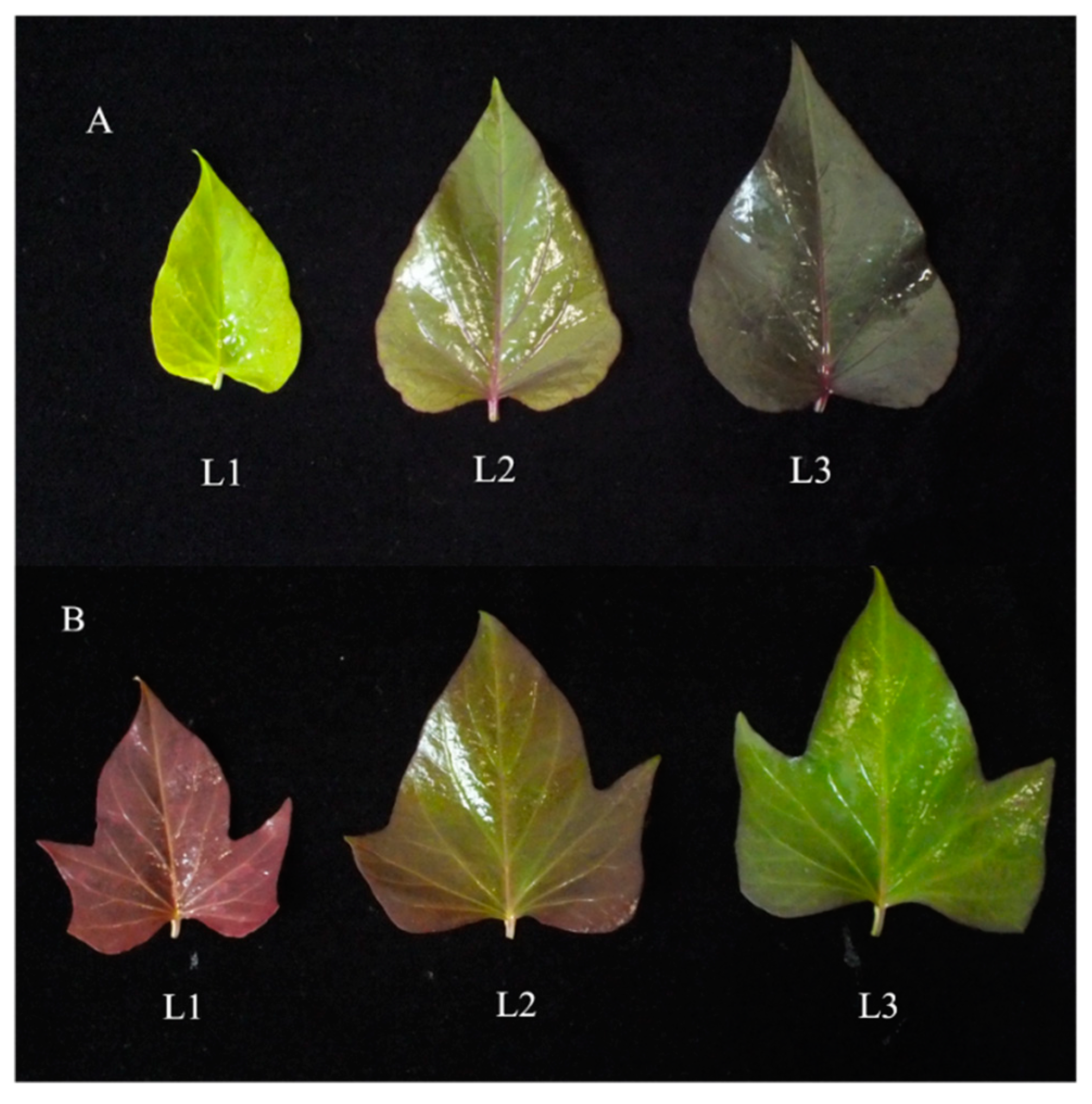 anthocyanin leaf