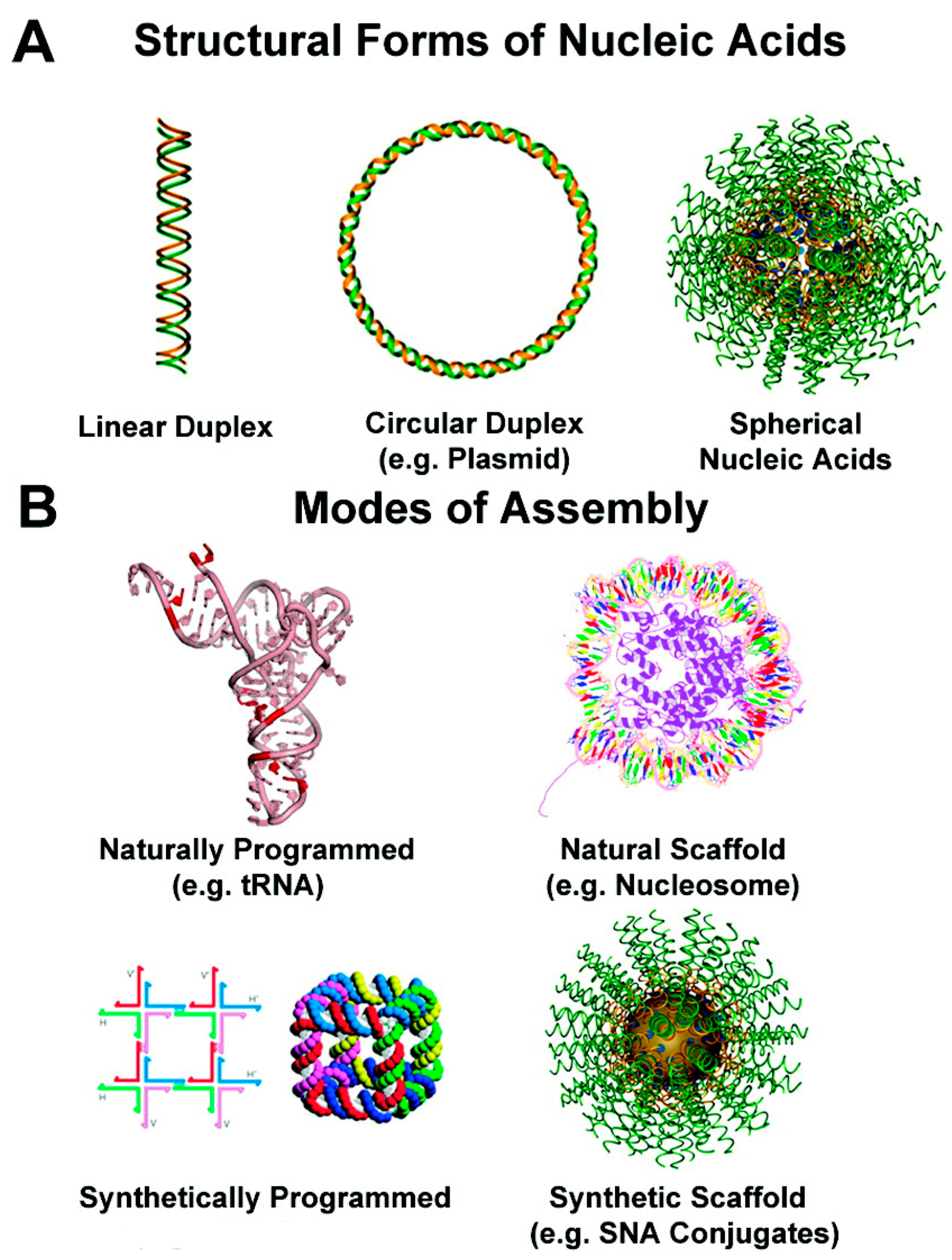structure of nucleic acids for kids