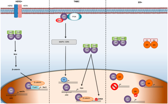 Androgen Receptor in Breast Cancer—Clinical and Preclinical Research ...