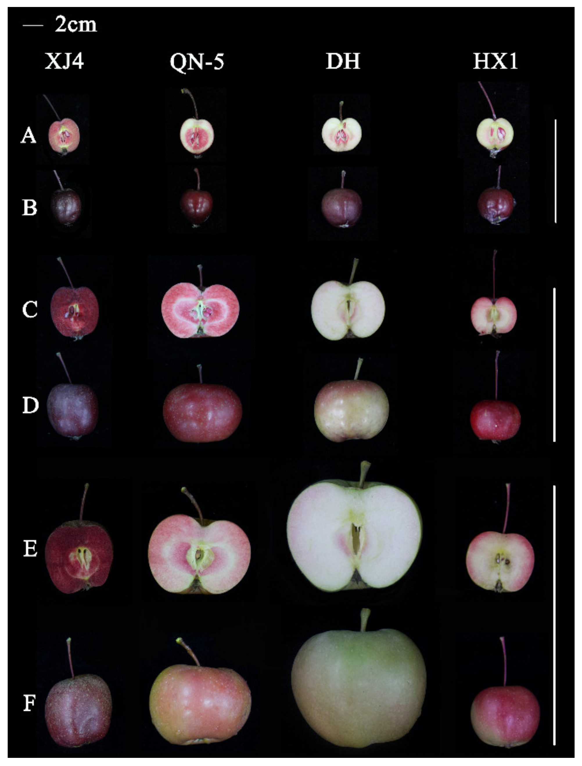 Apple Peel and Flesh Contain Pro-neurogenic Compounds - ScienceDirect