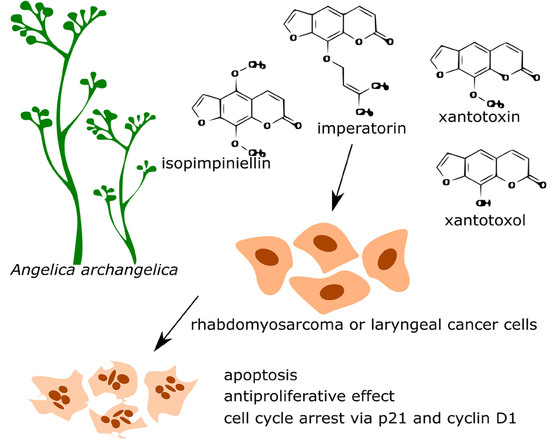 Imperatorin as a Promising Chemotherapeutic Agent against Human Larynx Cancer and Rhabdomyosarcoma Cells Imperatorin as a Promising Chemotherapeutic Agent against Human Larynx Cancer and Rhabdomyosarcoma Cells