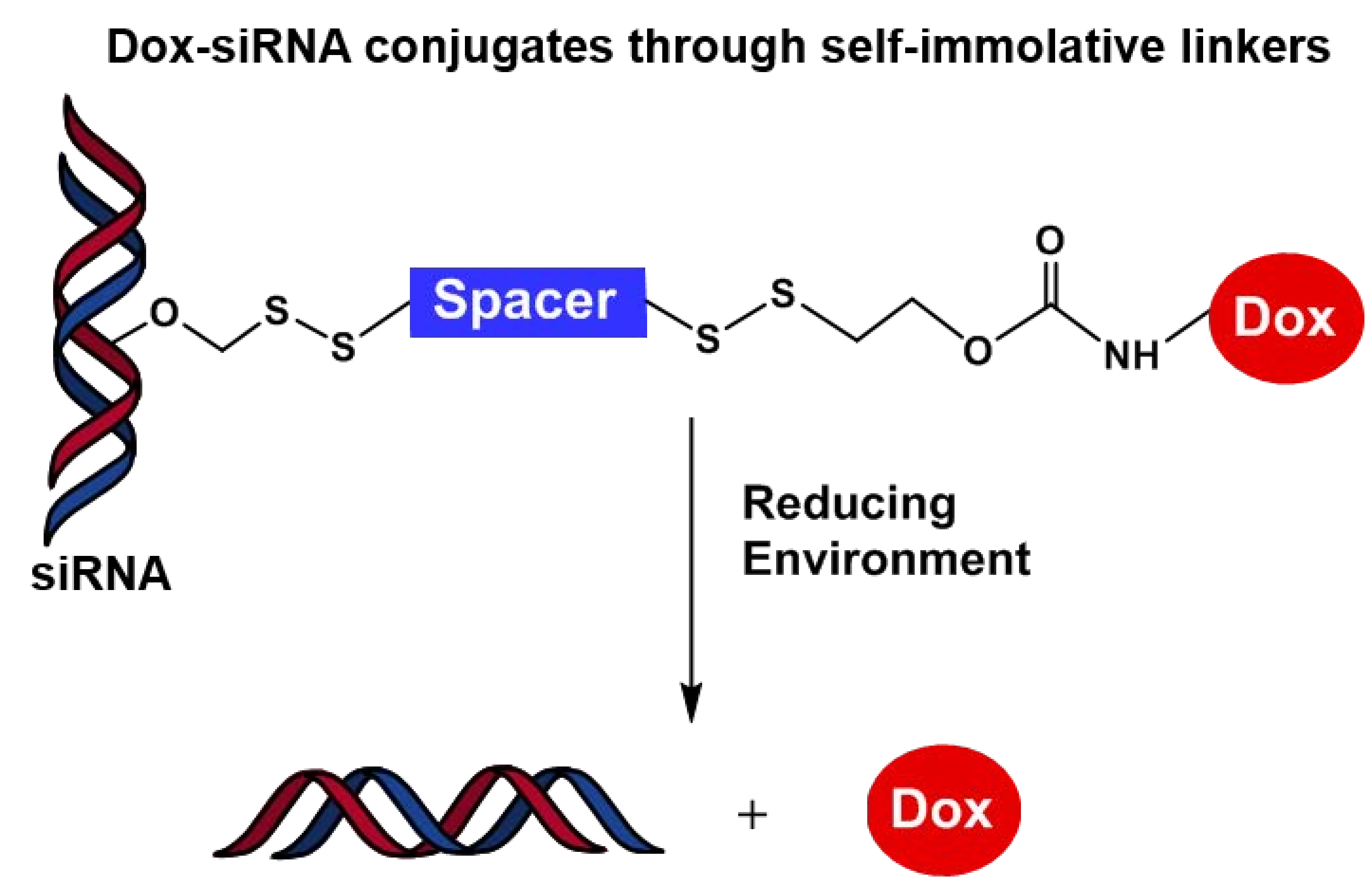 Molecules | Free Full-Text | Conjugation of Doxorubicin to siRNA 