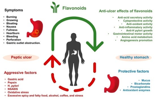 Molecules | Free Full-Text | Preventative and Therapeutic Potential of Flavonoids in Peptic Ulcers