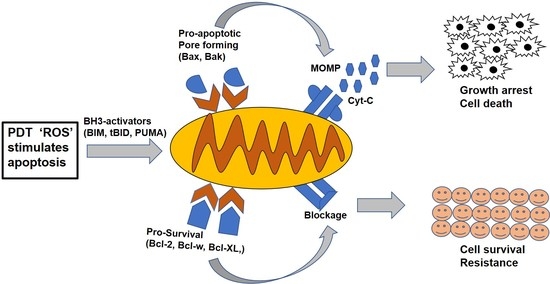 A. In cancer cells, excessive production of BCL-2 sequesters and