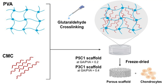 Molecular interaction of PVA and CMC.